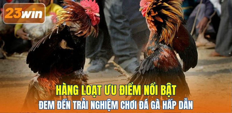 Hàng loạt ưu điểm nổi bật đem đến trải nghiệm chơi đá gà hấp dẫn