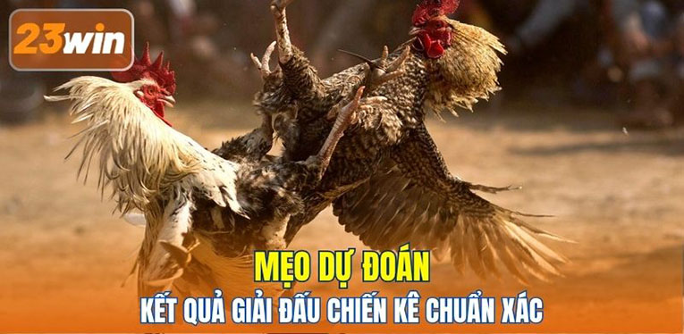 Mẹo dự đoán kết quả giải đấu chiến kê chuẩn xác
