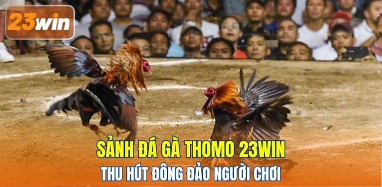 Sảnh đá gà Thomo 23WIN thu hút đông đảo người chơi